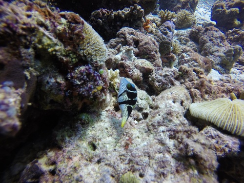 Blacksaddle Toby — seen at this dive site