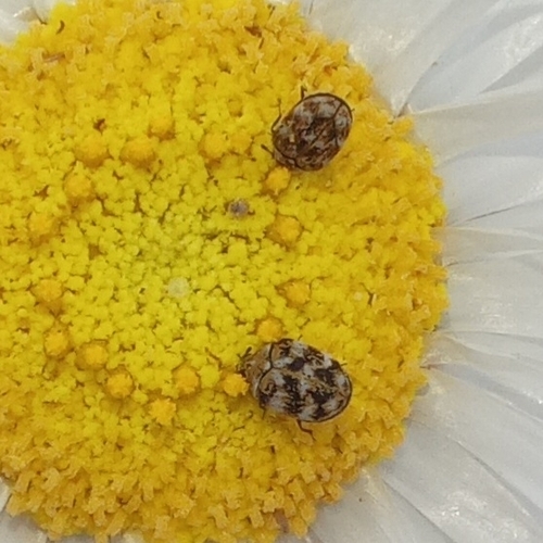 Varied Carpet Beetle