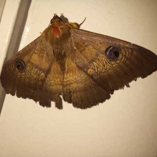 Southern Moon Moth