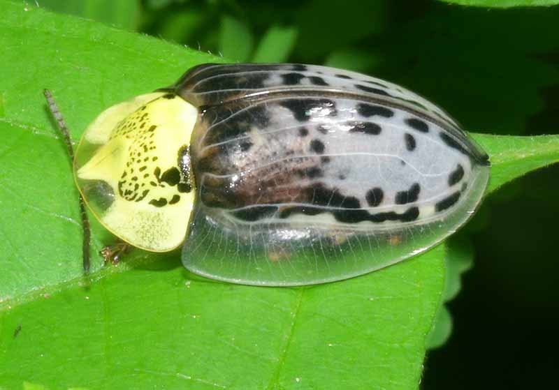 Physonota - Wikipedia