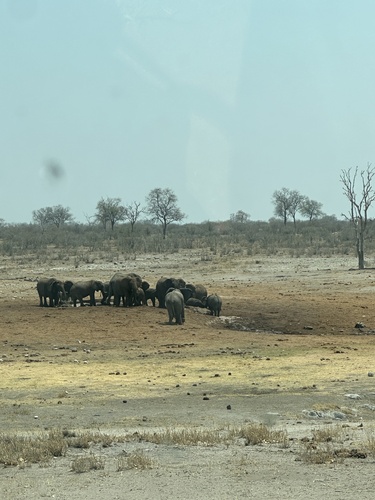 African Savanna Elephant
