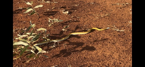Common Tree Snake sighting