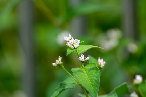 Thunberg’s smartweed