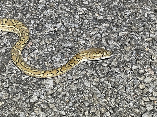 Coastal Carpet Python sighting