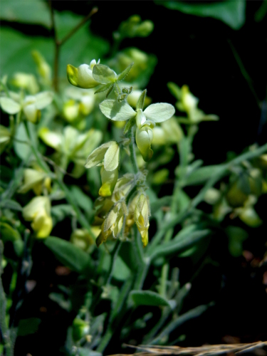 Polygala ovatifolia A. Gray