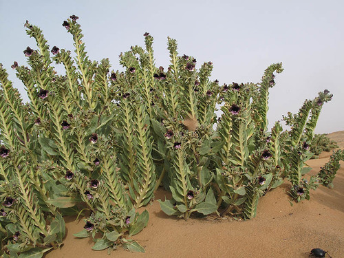 Egyptian henbane