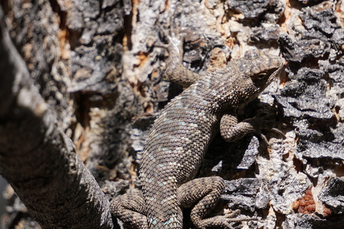 iNaturalist observation photo of Great Basin Fence Lizard