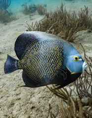 French Angelfish