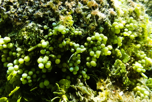 Sea Grapes