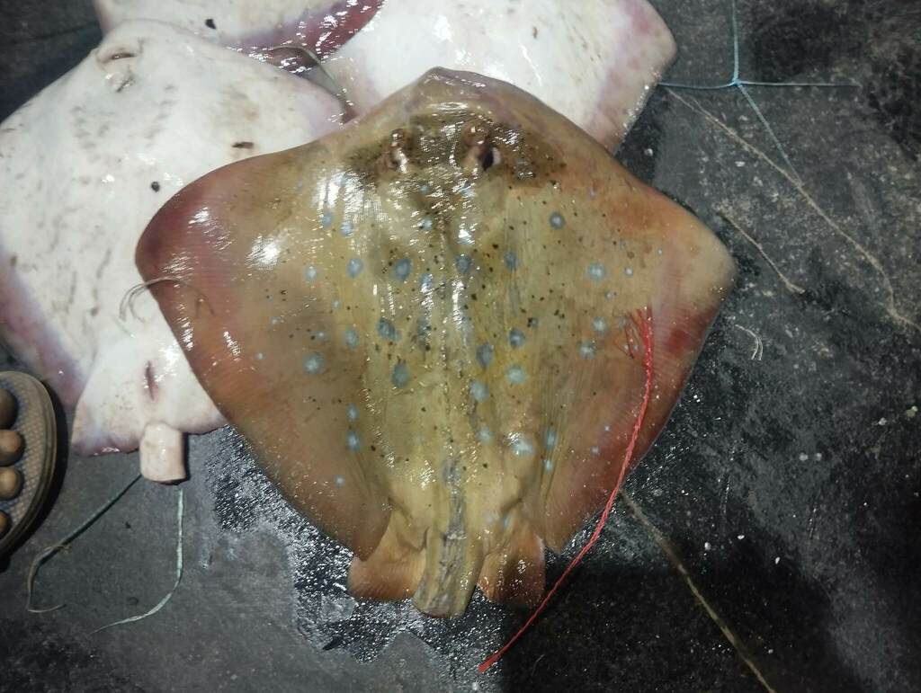 Masked Ray Indian Ocean Blue-spotted Maskray from Q5V5+Q8X, Beach Rd, CGE Colony ...