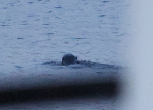 Spotted-necked Otter
