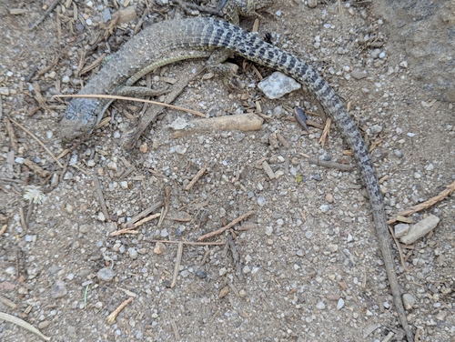 iNaturalist observation photo of Northern Alligator Lizard