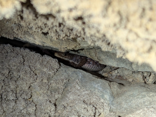 iNaturalist observation photo of Northern Alligator Lizard