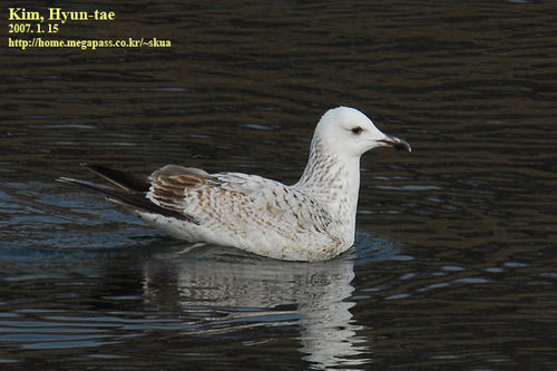 Mongolian Gull