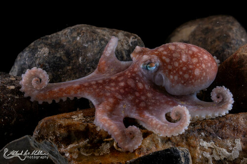 Spoonarm Octopus