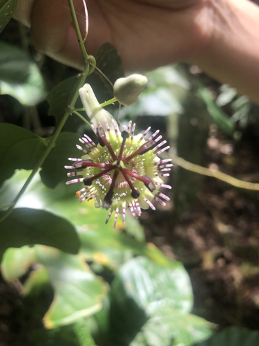 Passiflora tuberosa Jacq.
