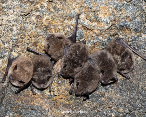 Valparaiso Myotis (Myotis arescens) — Data Deficient Mammalia