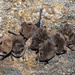 Valparaiso Myotis - Photo (c) Mariella Aceituno, all rights reserved, uploaded by Mariella Aceituno