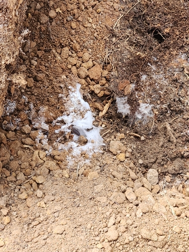 iNaturalist observation photo of Chromelosporium