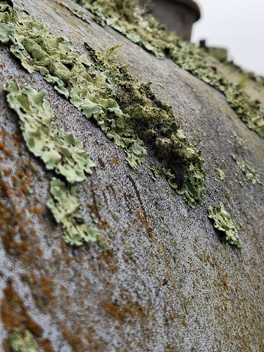 iNaturalist observation photo of Plitt's Rock Shield