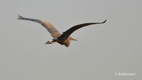 Purple Heron