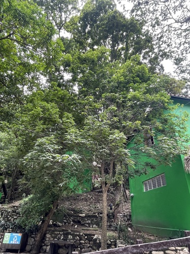 Astronium graveolens - Leaves