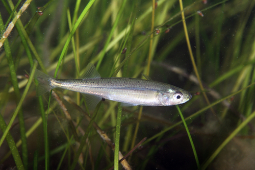 Atherina presbyter Cuvier, 1829