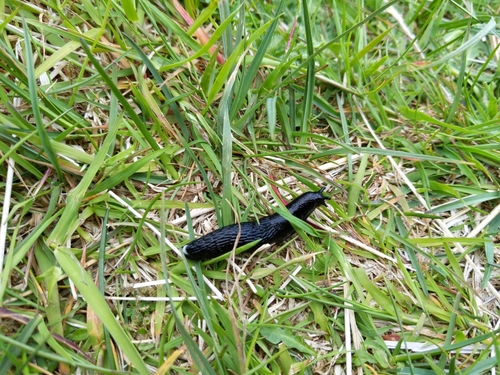 Slizovec čierny (Arion ater)