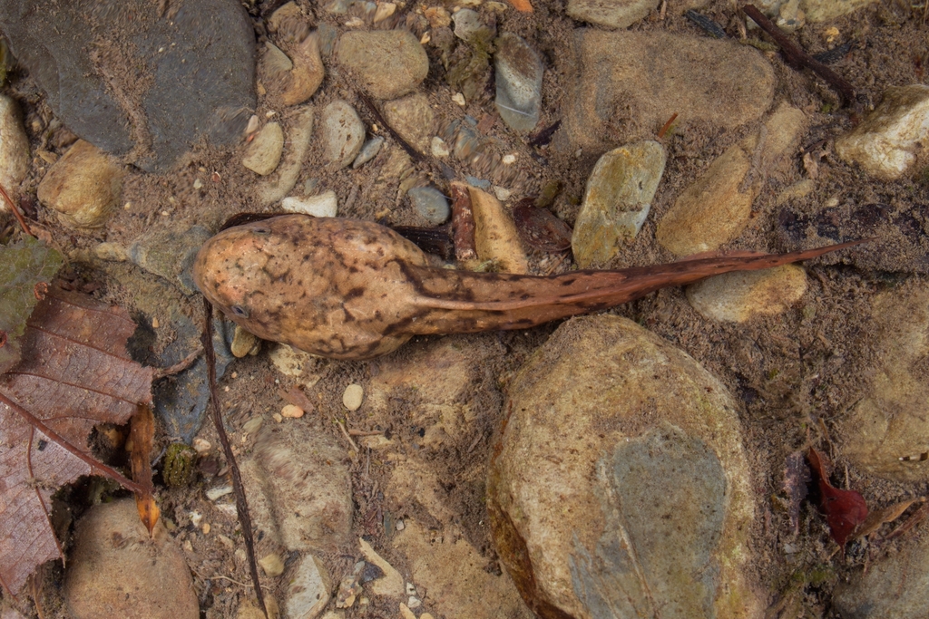 Leishan Moustache Toad (Leptobrachium leishanense)