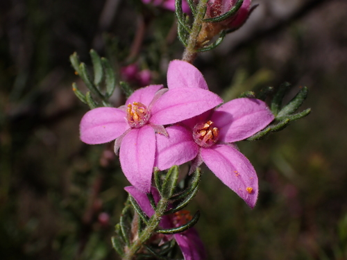 Boronia granitica Maiden & Betche