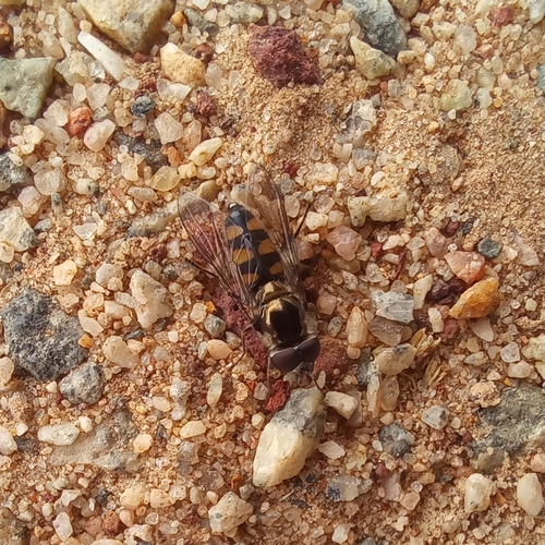 Common Halfband