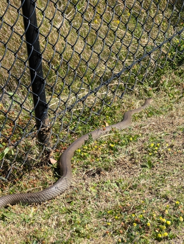 Eastern Brown Snake sighting
