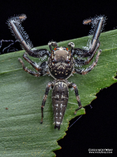 Bavia sexpunctata (Doleschall, 1859)
