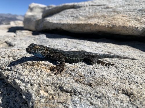 iNaturalist observation photo of Sierra Fence Lizard