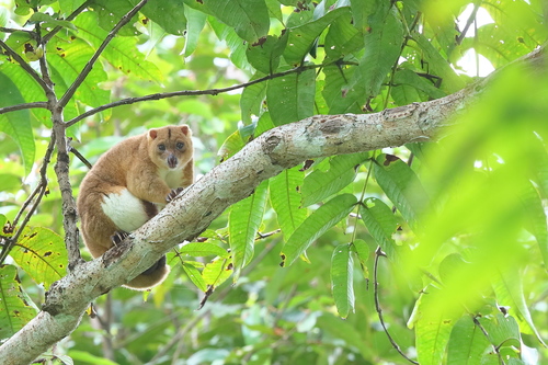 Rothschild's Cuscus (Phalanger rothschildi) — Least Concern Mammalia