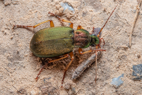 Chlaenius pallipes (Gebler, 1823)
