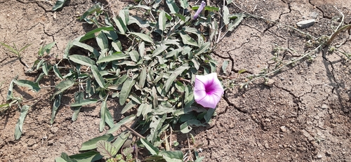 Water Morning Glory