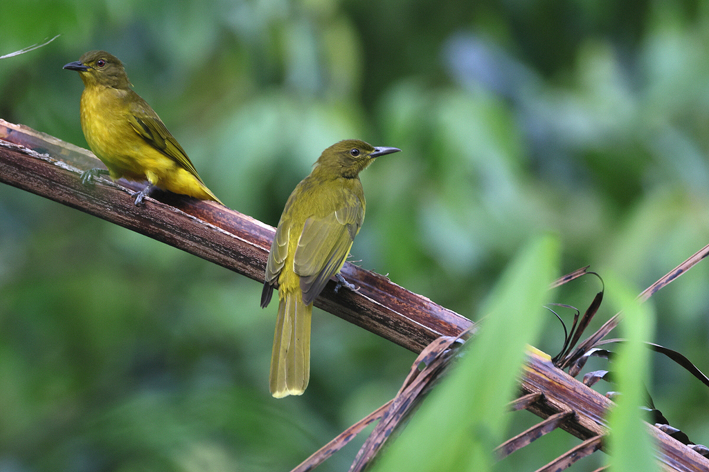 Togian Golden-Bulbul (Hypsipetes aureus) photo
