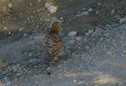 Willow Ptarmigan