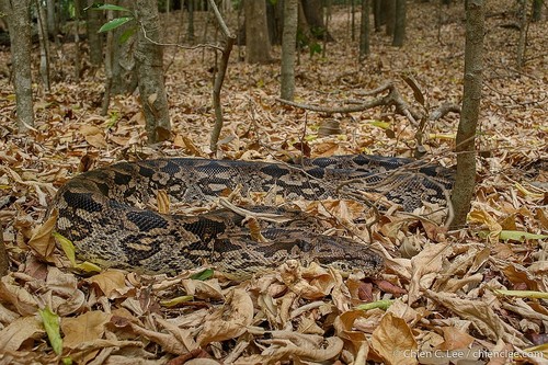 Dumeril's Boa