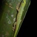 Speckled Day Gecko - Photo (c) Chien Lee, all rights reserved, uploaded by Chien Lee