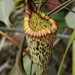 Nepenthes vogelii - Photo (c) Chien Lee, כל הזכויות שמורות, הועלה על ידי Chien Lee