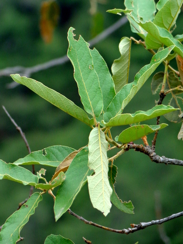 Quercus clivicola