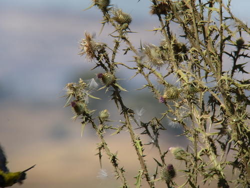 Bull Thistle