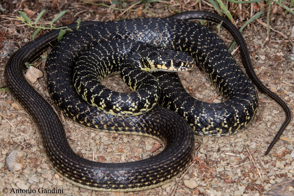 Green Whip Snake (Hierophis viridiflavus) · iNaturalist