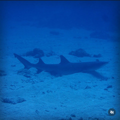 White-tip Reef Shark