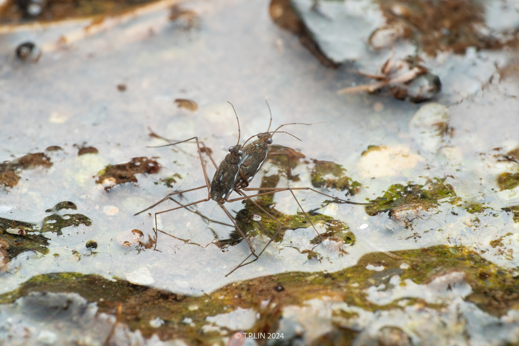Emaba Insect Amemboa esakii in February 2024 by T. P. Lin · iNaturalist
