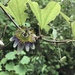 Passiflora standleyi - Photo (c) Ryan T. Bennett, todos los derechos reservados, subido por Ryan T. Bennett
