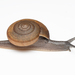 Siamese Common Snail - Photo (c) Andaman Kaosung, all rights reserved, uploaded by Andaman Kaosung