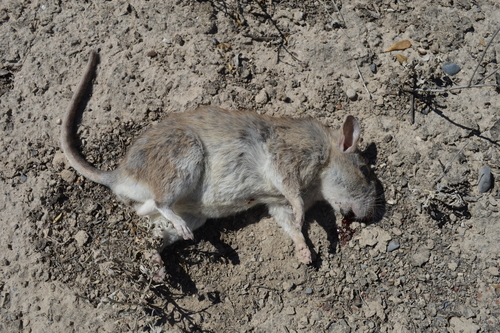 White-toothed Woodrat